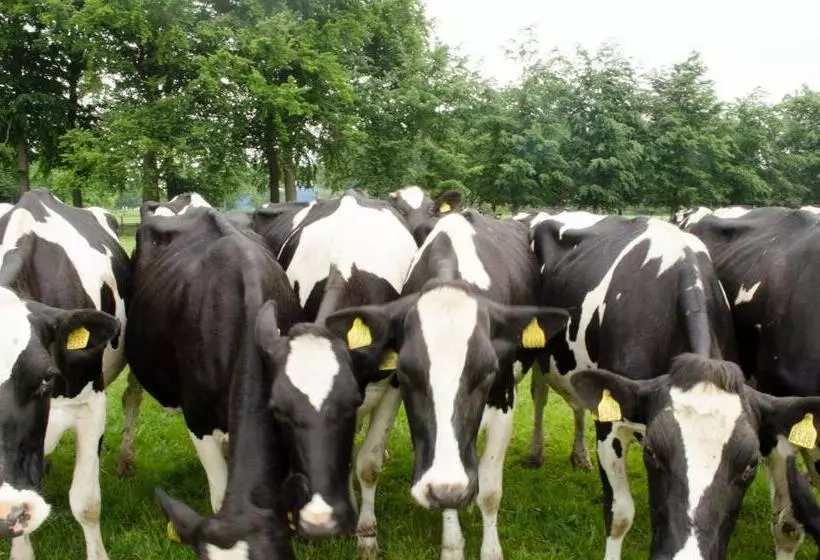 Art+bed And Breakfast