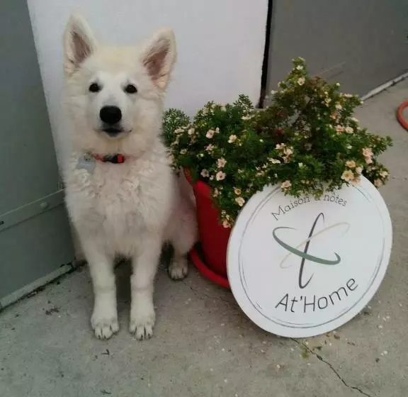 Aamiaismajoitus (B&B) Maison D Hôtes At Home