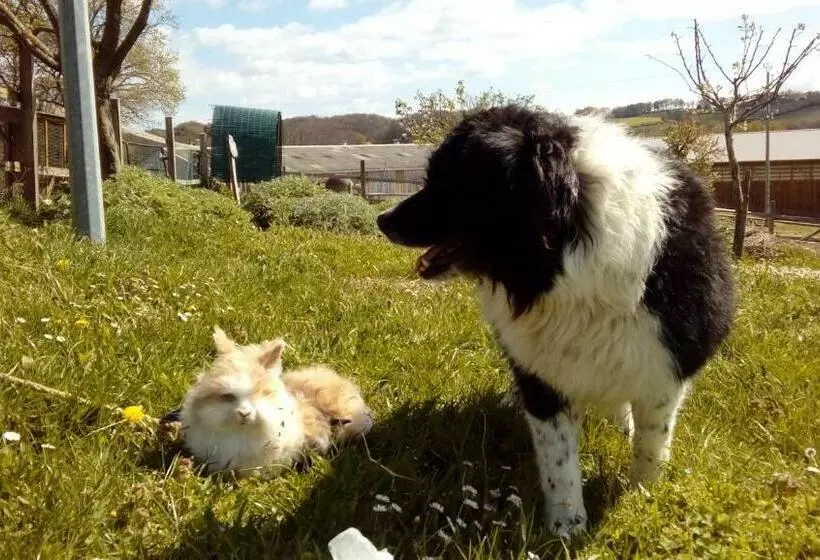 Aamiaismajoitus (B&B) Ferme Des Capellous