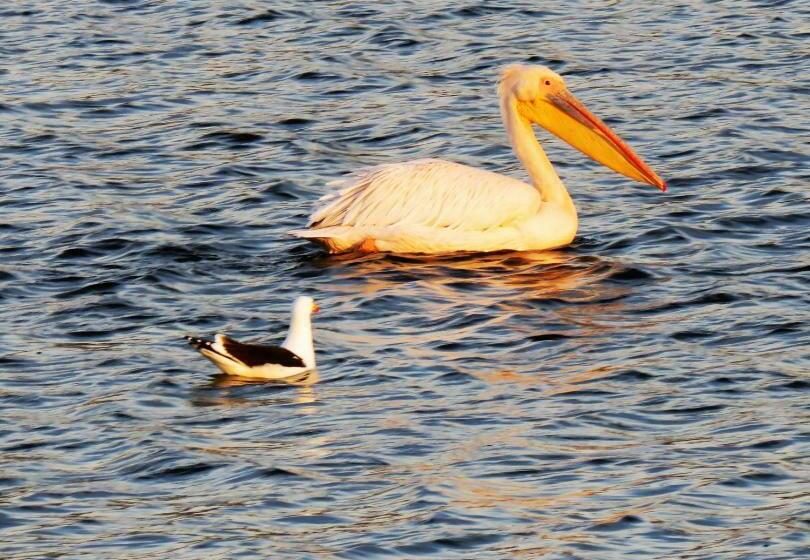 بنسيون Pro Moni S Guesthouse