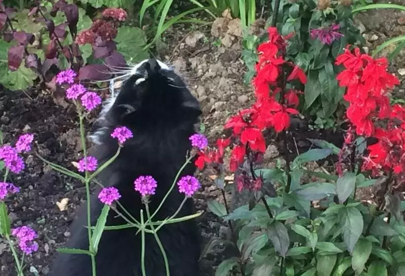 Aamiaismajoitus (B&B) Chez Jo Apartments