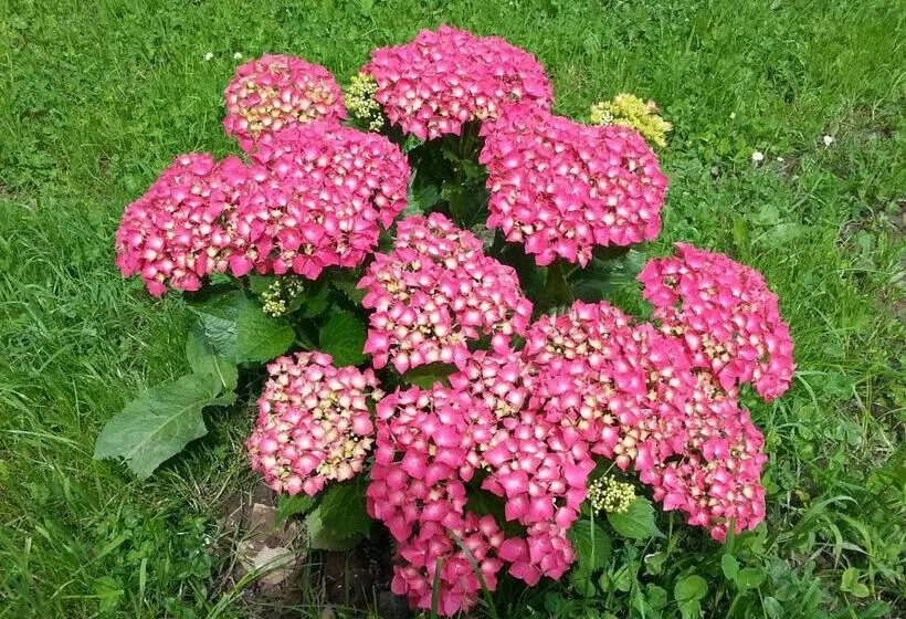 Hotelli Bauernhof Dünser