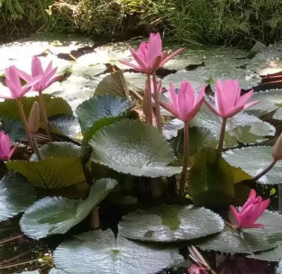 ペンション Ban Suan Sukjai Mae Sariang