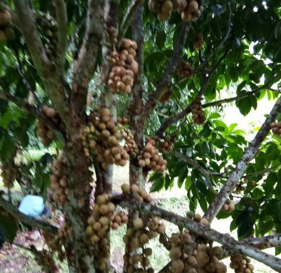 Pensión Ban Suan Sukjai Mae Sariang