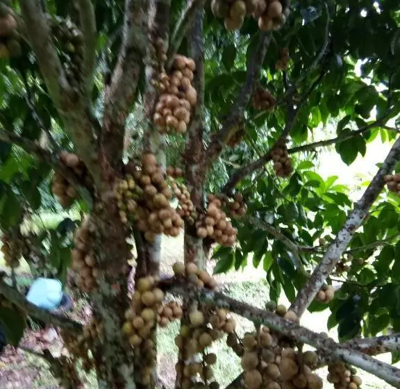 ペンション Ban Suan Sukjai Mae Sariang