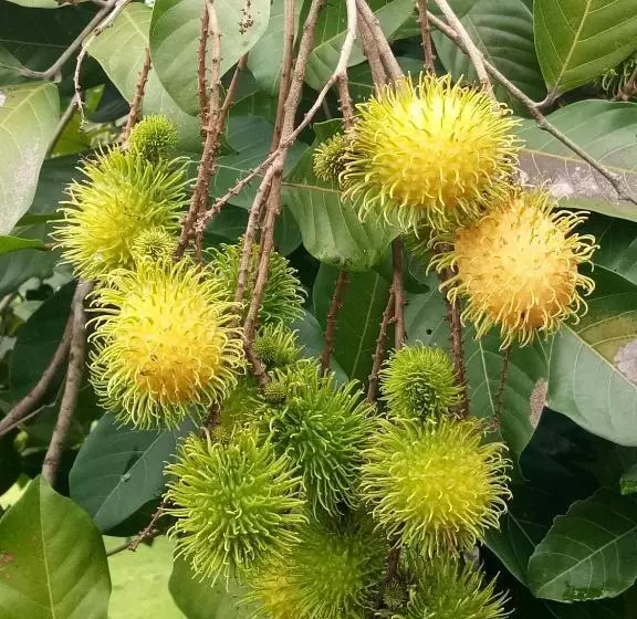 ペンション Ban Suan Sukjai Mae Sariang