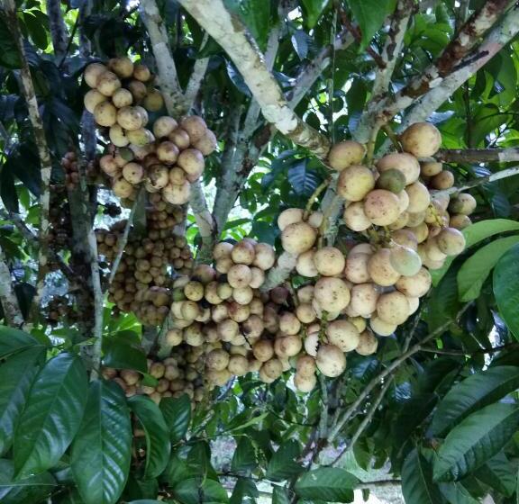 Pensión Ban Suan Sukjai Mae Sariang