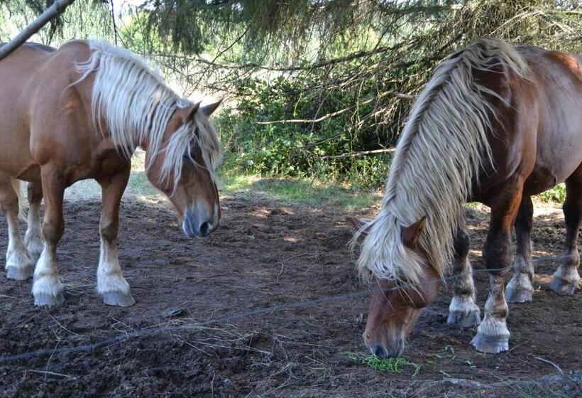 Bed and Breakfast Manoir Du Grail