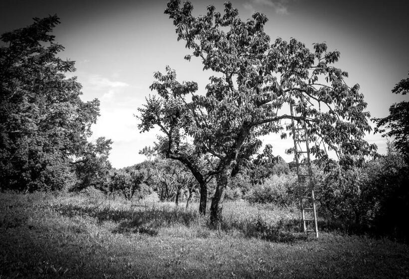 Bed and Breakfast Amarcord