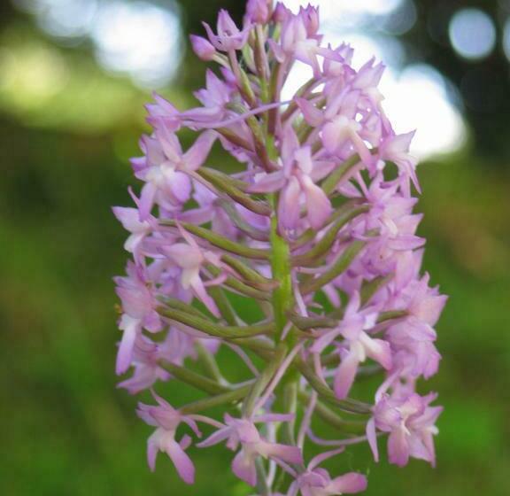 Bed and Breakfast La Chêneraie