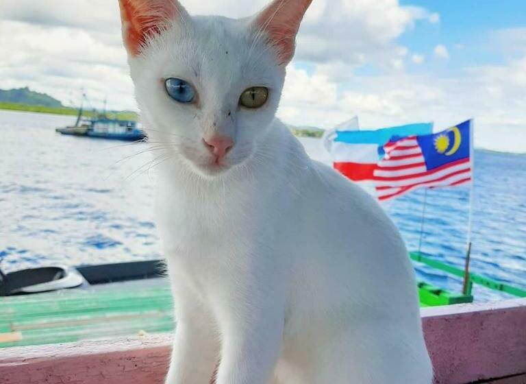 פנסיון Nd Divers