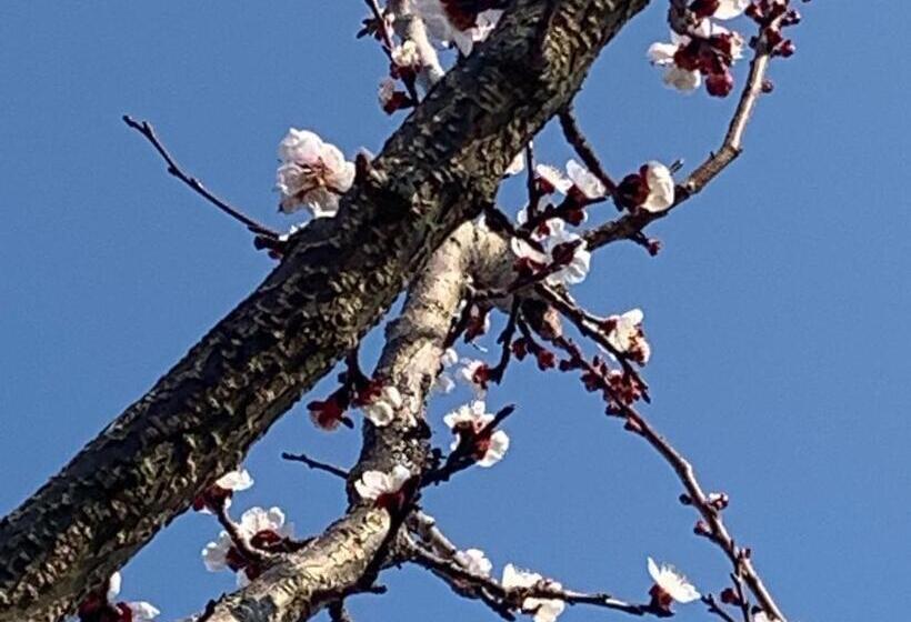 مبيت وإفطار Pension Marillenhof