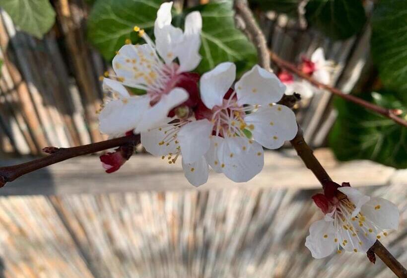 مبيت وإفطار Pension Marillenhof