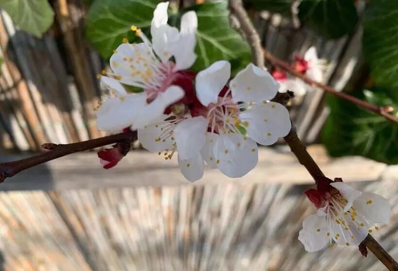 ベッドアンドブレックファースト Pension Marillenhof