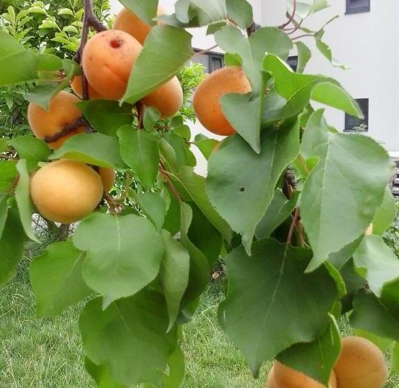 مبيت وإفطار Pension Marillenhof