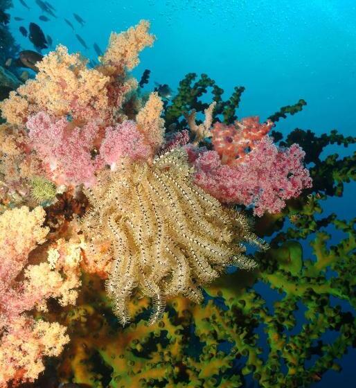 Blue Star Dive And Resort