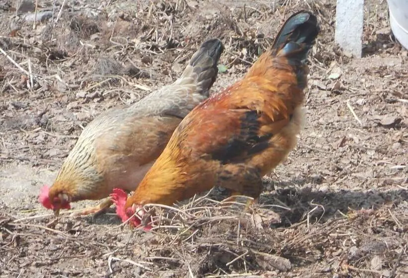 Hotelli Roanerhof