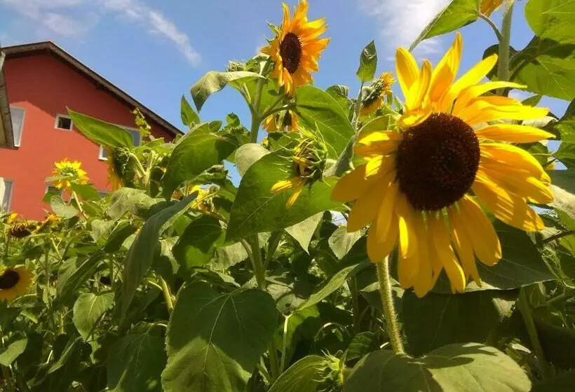 پانسیون Guest House Sunflowers