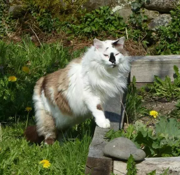 Aamiaismajoitus (B&B) Maison D Hôtes Les 3 Baudets