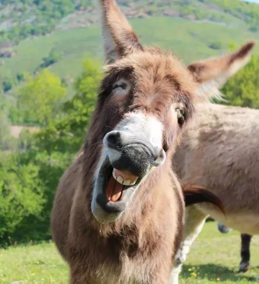 Aamiaismajoitus (B&B) Maison D Hôtes Les 3 Baudets