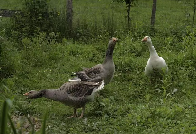 Aamiaismajoitus (B&B) Marguerite S Ferme Rustique