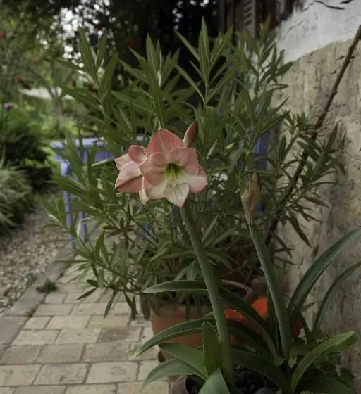 Aamiaismajoitus (B&B) Marguerite S Ferme Rustique