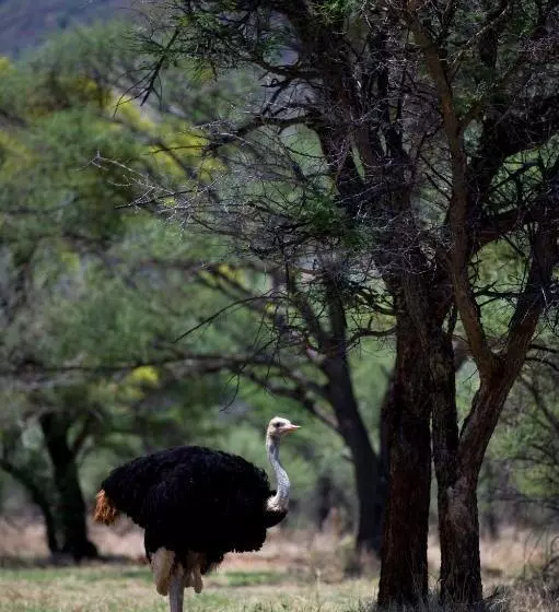 ホテル Boschfontein Guest Farm