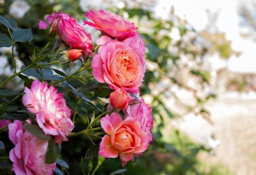 住宿加早餐  Il Vecchioliveto Di Ornella