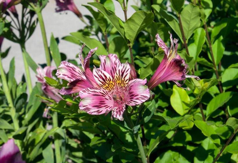 住宿加早餐  Il Vecchioliveto Di Ornella