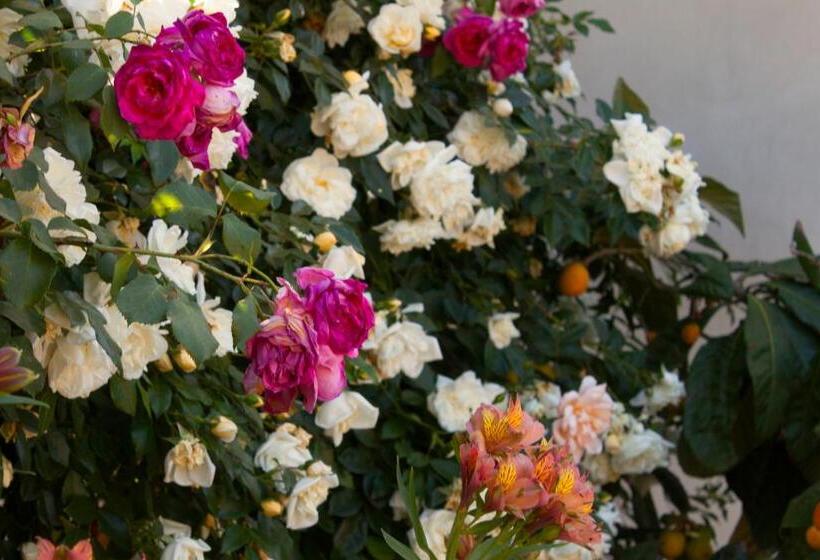 住宿加早餐  Il Vecchioliveto Di Ornella