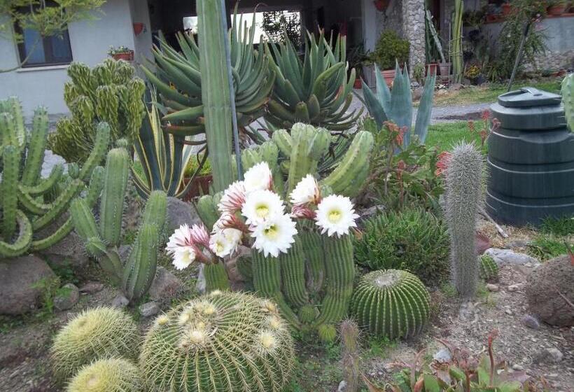 住宿加早餐  Il Vecchioliveto Di Ornella