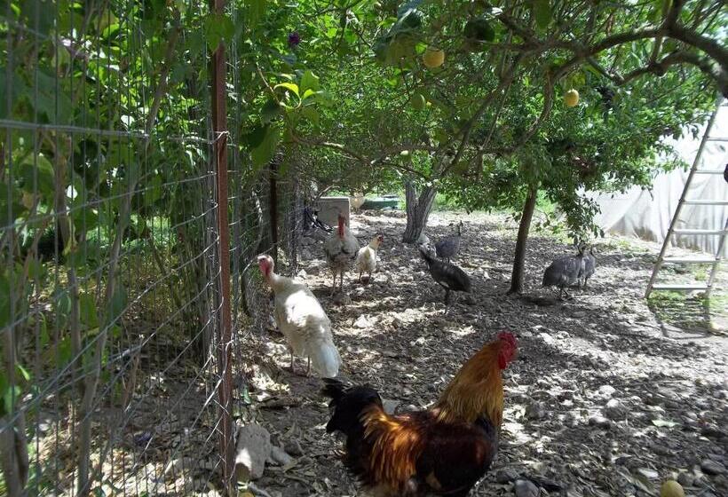 住宿加早餐  Il Vecchioliveto Di Ornella