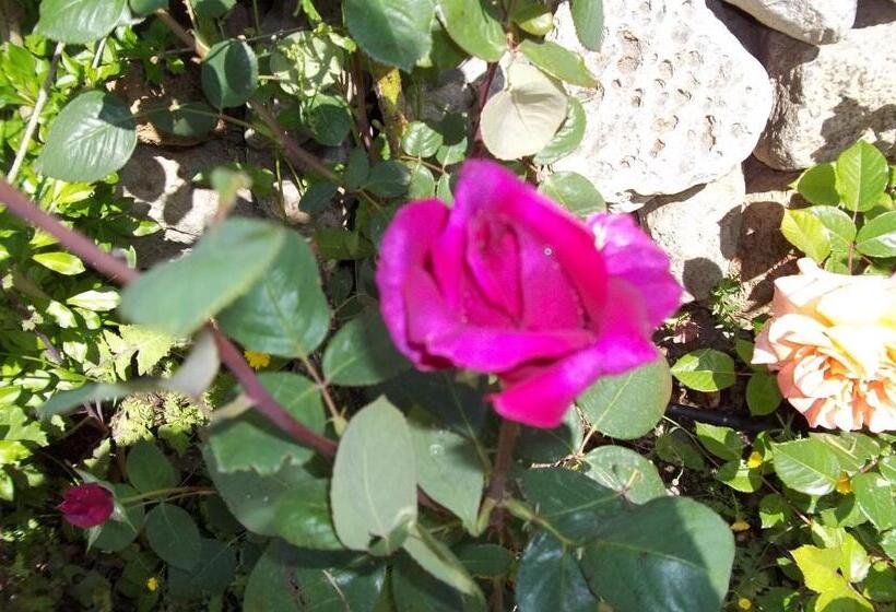 住宿加早餐  Il Vecchioliveto Di Ornella