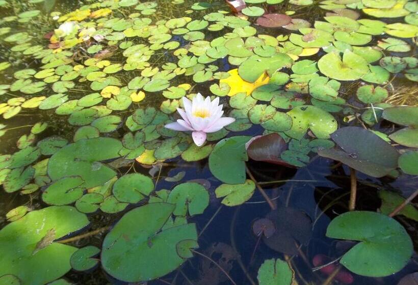 住宿加早餐  Il Vecchioliveto Di Ornella