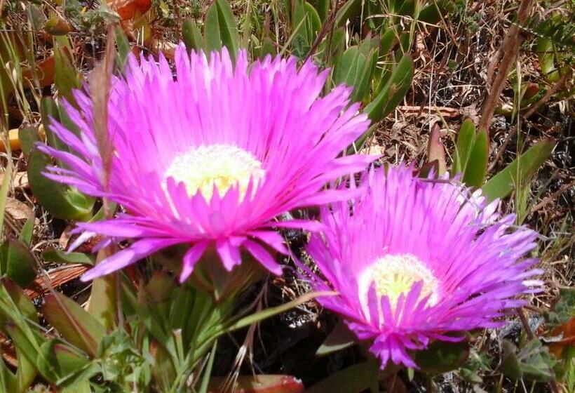 Pension Affittacamere Valverde Di Pittalis Francesco