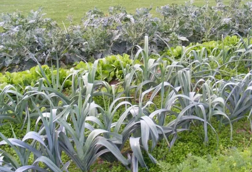ベッドアンドブレックファースト Chambres D Hôtes Vignes Et Loire