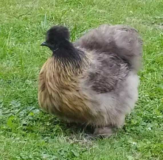 Aamiaismajoitus (B&B) Chambres D Hotes Du Port Gautier