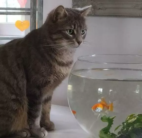 Aamiaismajoitus (B&B) Chambres D Hotes Du Port Gautier