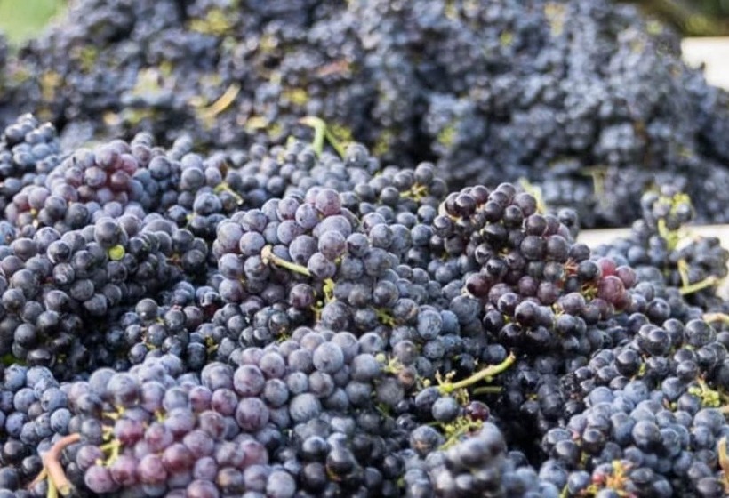 Szálloda Wedmore Place