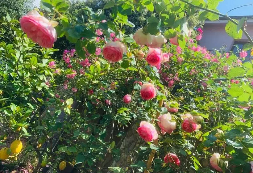 Residenza Locci Rooms & Apartments