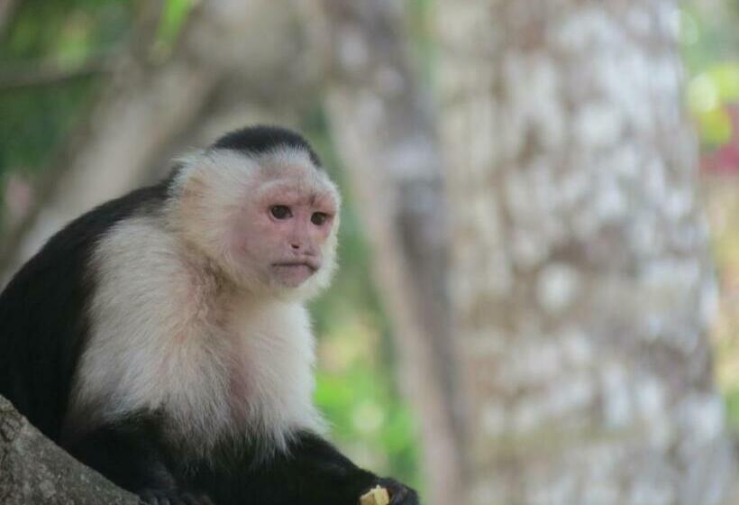 Отель Monkey Lodge Panama