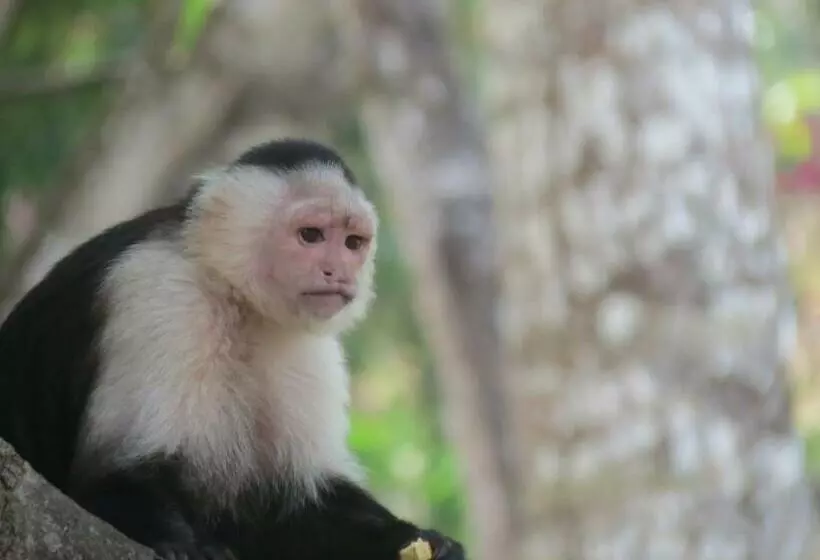 هتل Monkey Lodge Panama