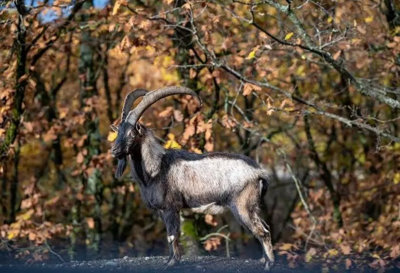 Отель Bourazani Wild Life Resort