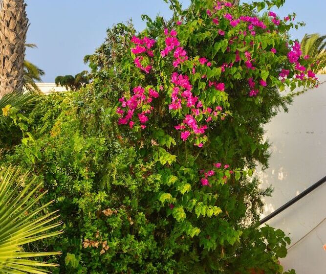 فندق Golden Dream Apartments