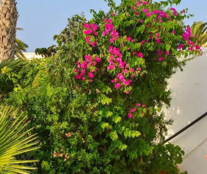 ホテル Golden Dream Apartments