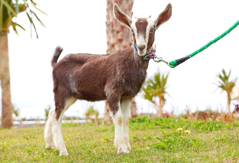 酒店 Aj Resort Island Ikeijima