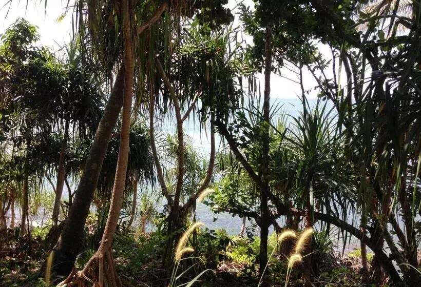 The Narima   Sha Plus