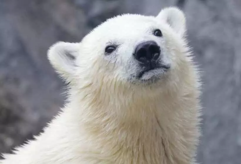 فندق Toyoko Inn Asahikawa Ekimae Miyashita-dori