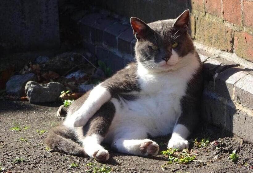 فندق Hakodate Motomachi