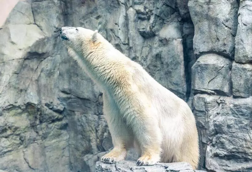호텔 Toyoko Inn Akita-eki Higashi-guchi